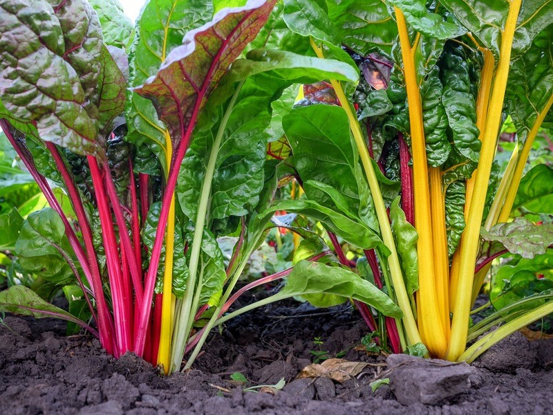 Mangold/ Bladbete - Rainbow mix