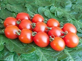 Cherrytomater (velg mellom 2 sorter) - Trixi