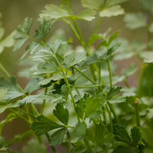 Bladpersille