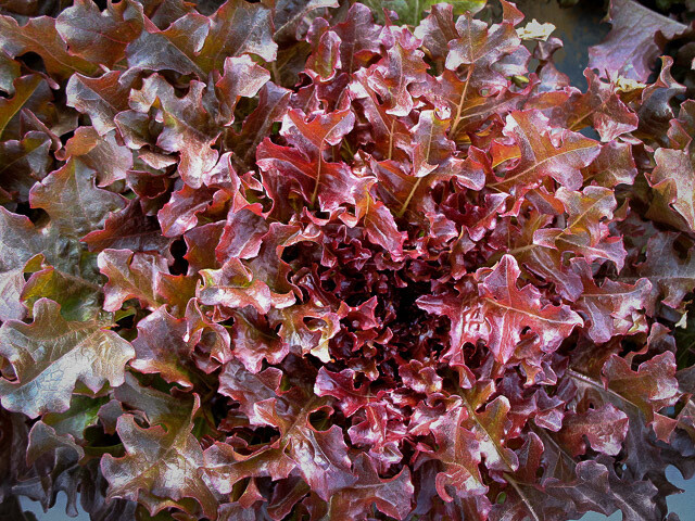Plukksalat, eikeblad