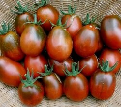 Pastatomater - Black Plum