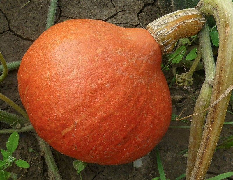 Gresskar - Hokkaido Red Kuri