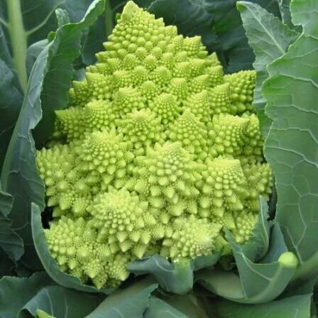 Romanesco - Veronica F1