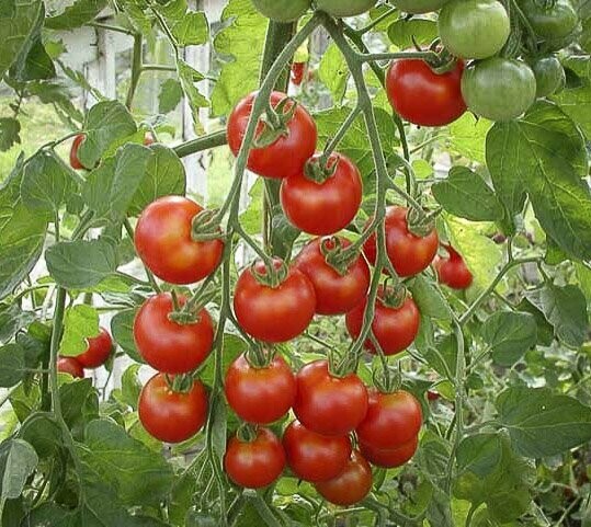 Cherrytomater - Trixi