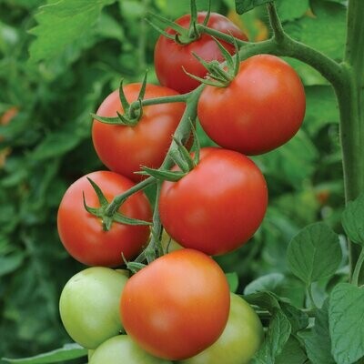 Tomater - Bolstar Granda