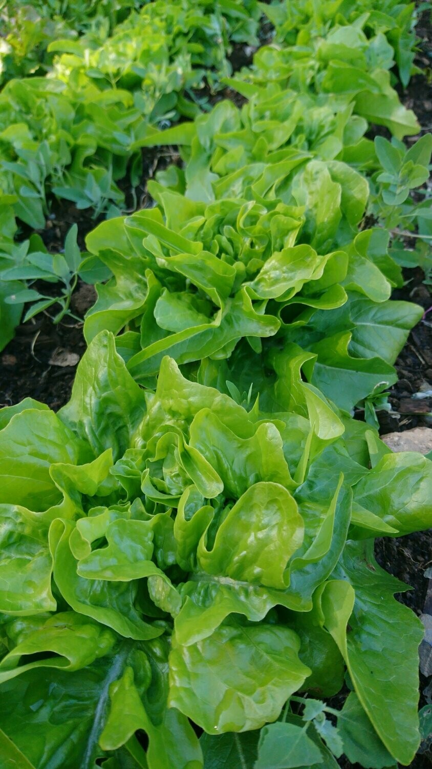 Hodesalat/ Plukksalat