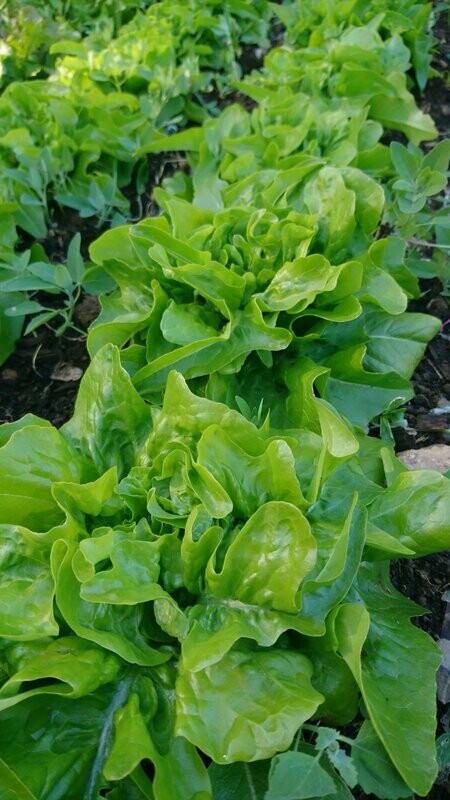 Hodesalat/ Plukksalat