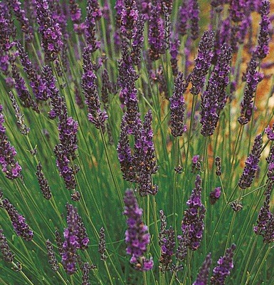 Lavendel