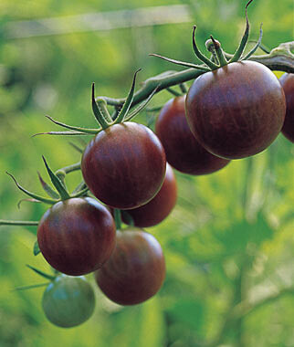 Cherrytomater (velg mellom 2 sorter)