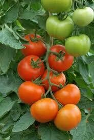 Tomater (flere sorter) - Sparta (F1)