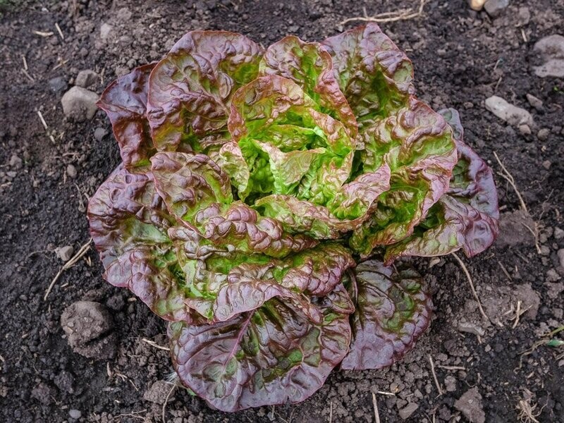 Hodesalat - Merveille