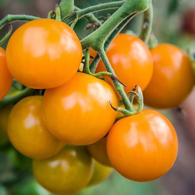 Cherrytomater - Gold Mari