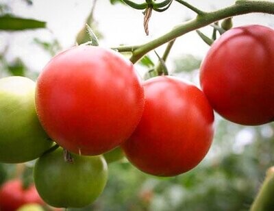 Tomater - Matina