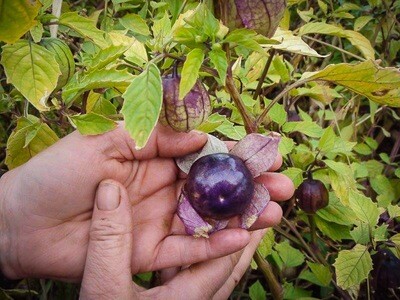 Tomatillo- Purple