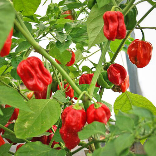 Chili - Habanero Rød
