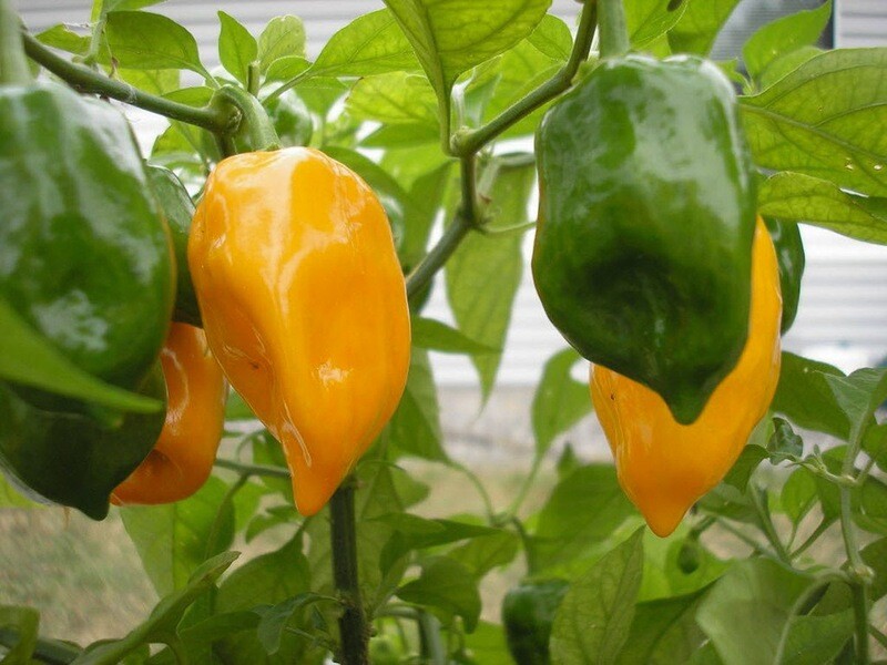 Chili - Habanero Gul