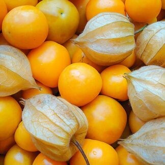 Physalis- Schonbruner Gold