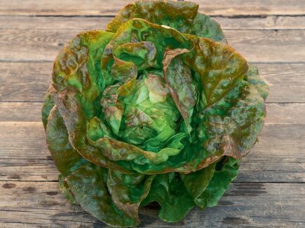 Hodesalat - Pirat