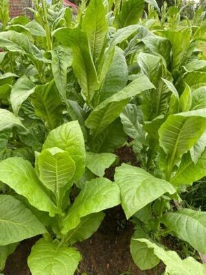 Tobakkplante - Virginia