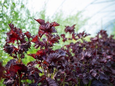 Shiso - perille red Shiso