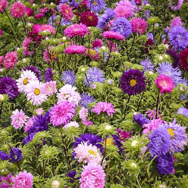 Sommerasters