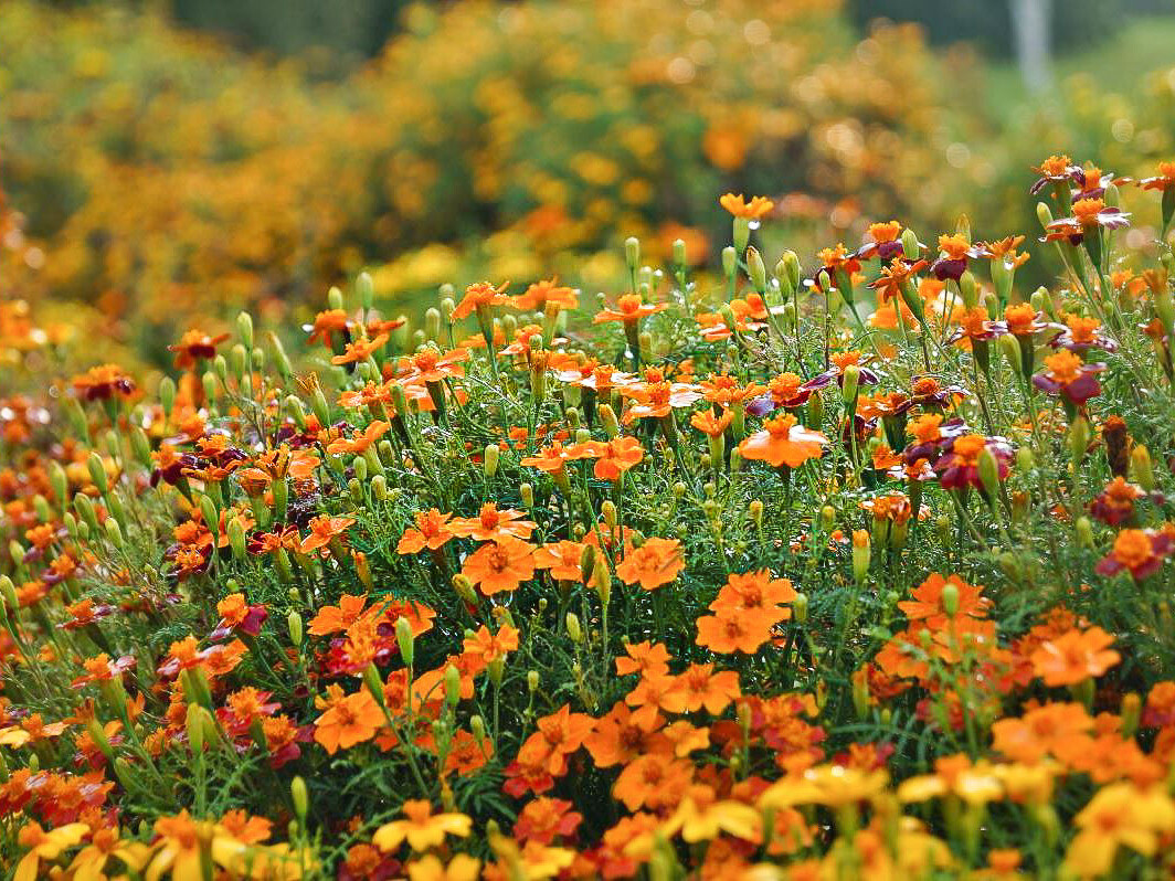 Tagetes, fargemiks