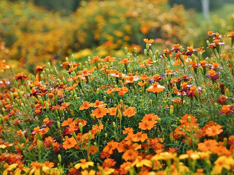 Tagetes, fargemiks