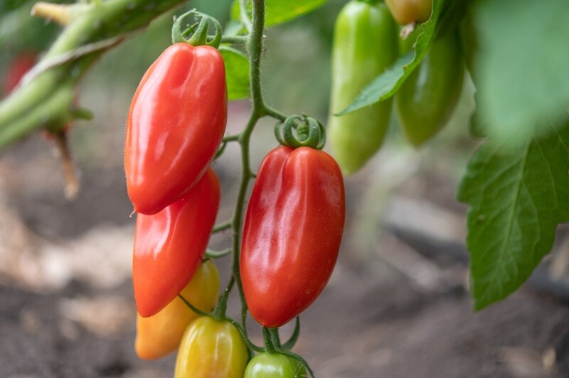 Pastatomater - San Marzano
