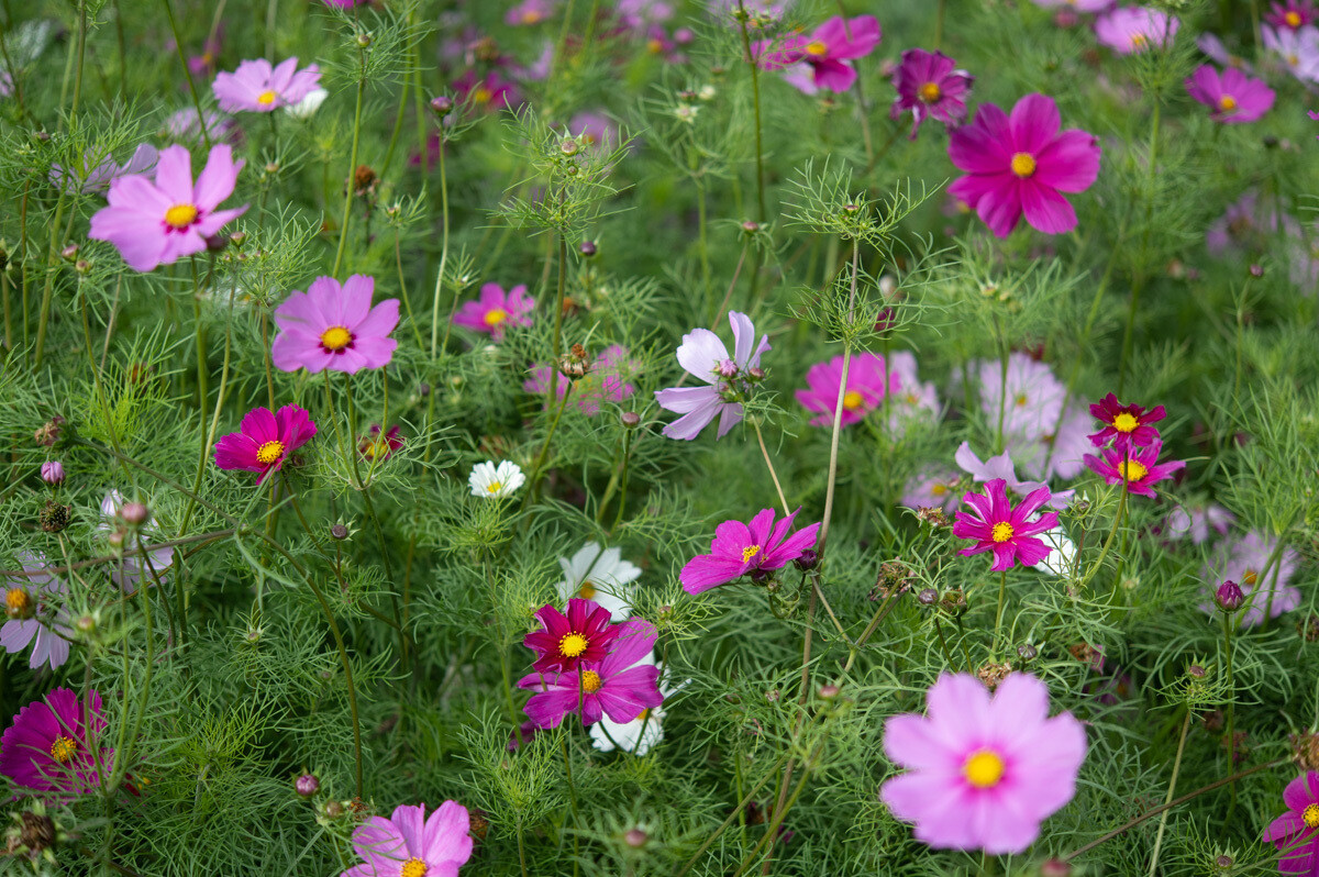 Cosmos, Pyntekorg