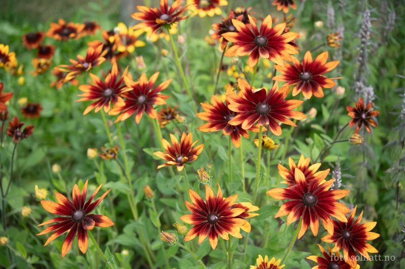 Rudbeckia- Høstskog
