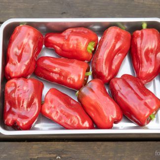 Paprika -Friland- Novosibirsk