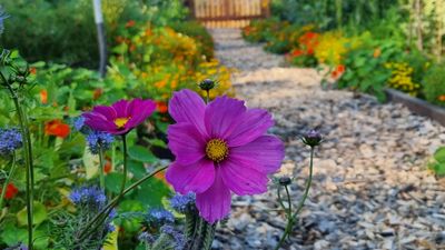 Spiselig blomster
