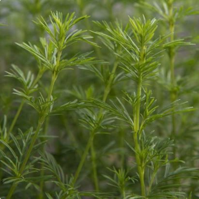 Lakristagetes -Dropshot-