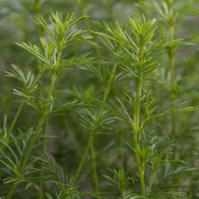 Lakristagetes -Dropshot-