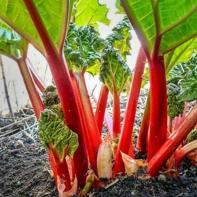 Flerårige grønnsaker