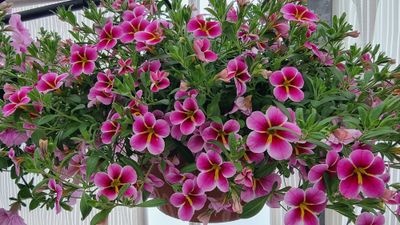 NYHET! Økologiske sommerblomster 'halvfabrikat'