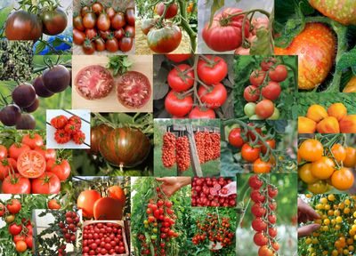 Tomatplanter