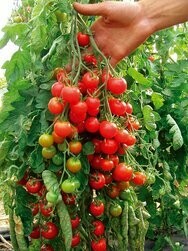 Cherrytomater - Zückertraube Cherrytomater - Zückertraube