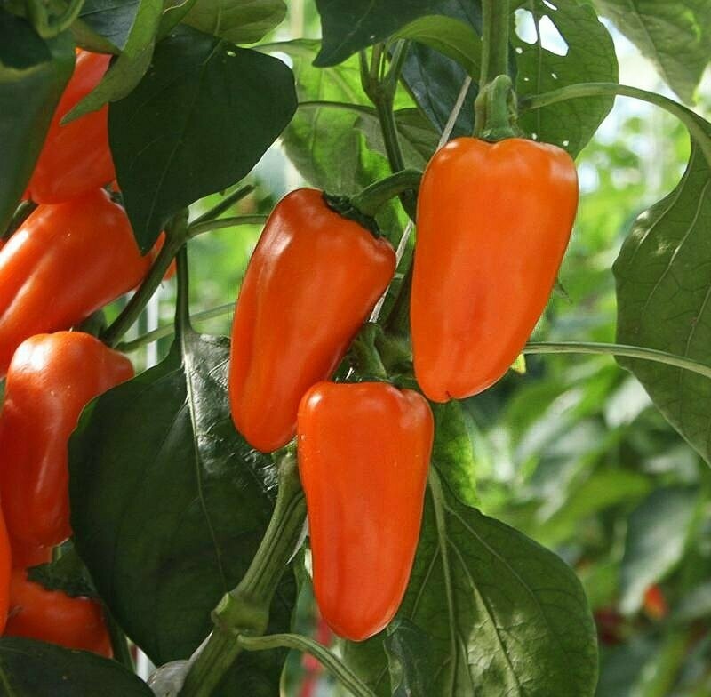 Paprika - Flynn Paprika - Flynn
