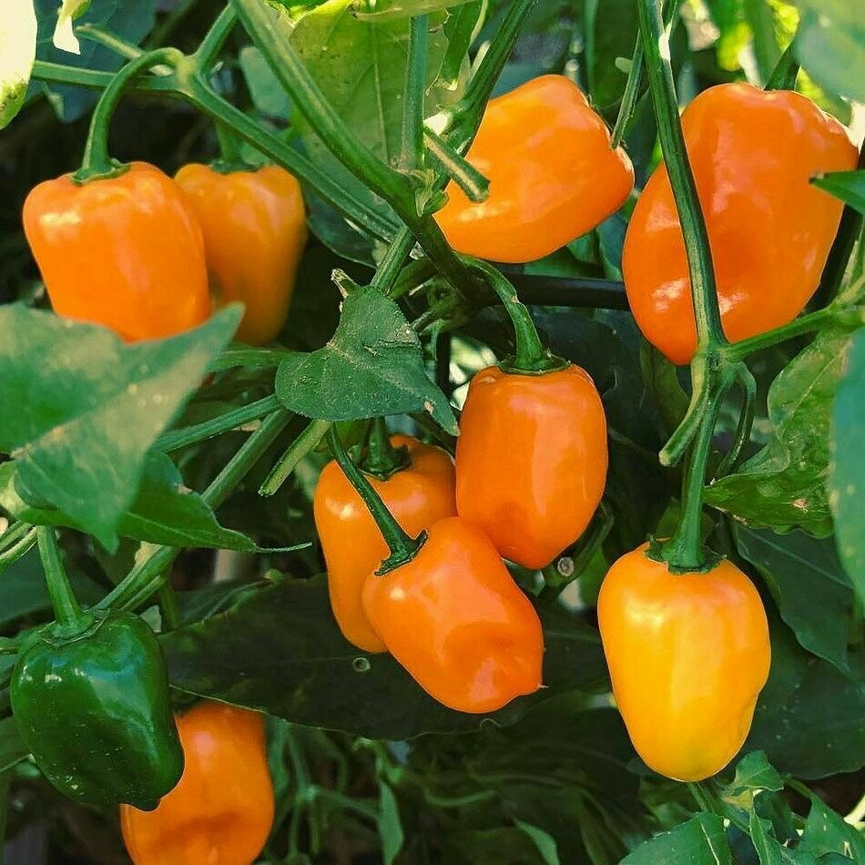 Chili - Habanero Orange Chili - Habanero Orange