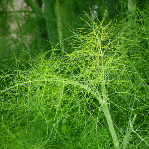 Dill. Tetradill Dill. Tetradill