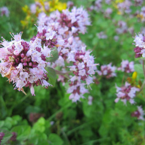 Oregano, Bergmynte Oregano, Bergmynte