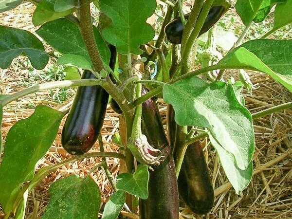 Aubergine - Luiza Aubergine - Luiza