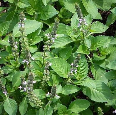 Hellig Basilikum- Tulsi Hellig Basilikum- Tulsi