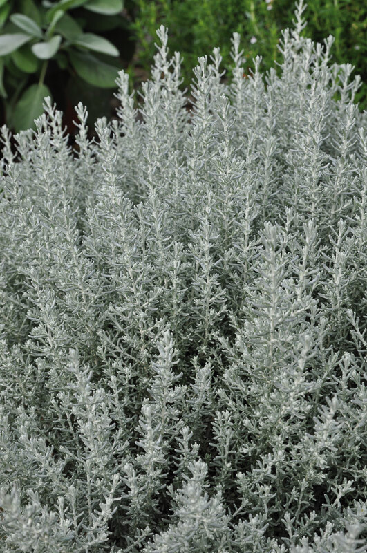 Karriplante -helichrysum