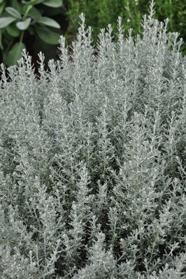 Karriplante -helichrysum Karriplante -helichrysum