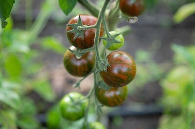 Cherrytomater - Cherry Zebra Cherrytomater - Cherry Zebra