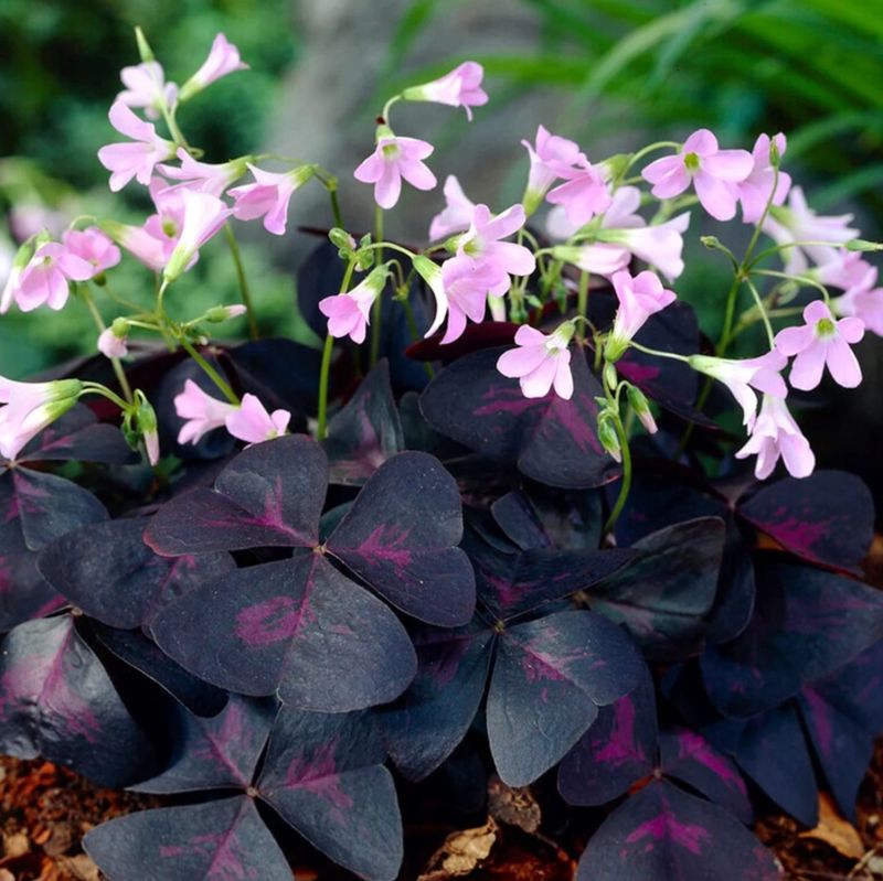 Nyhet! Oxalis Nyhet! Oxalis