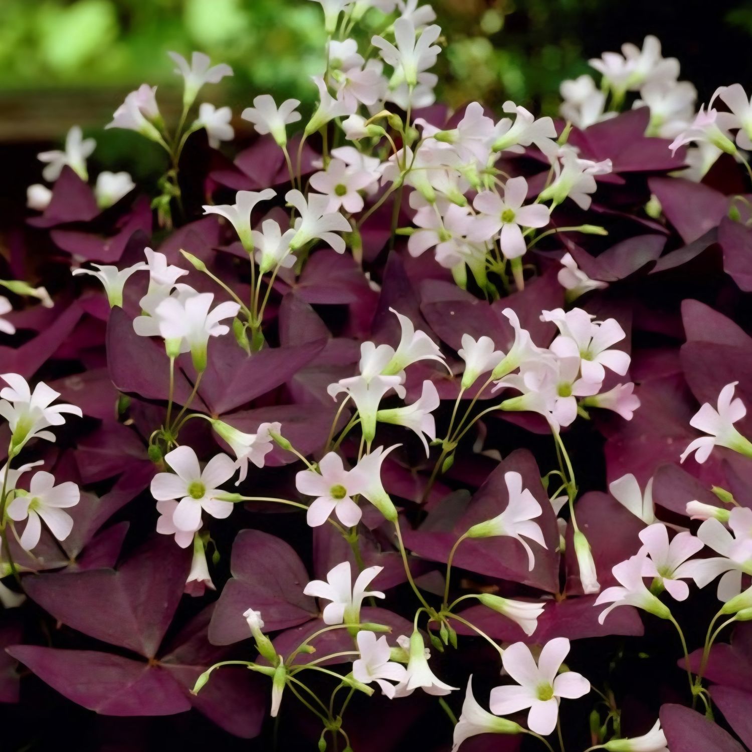 Nyhet! Oxalis Nyhet! Oxalis