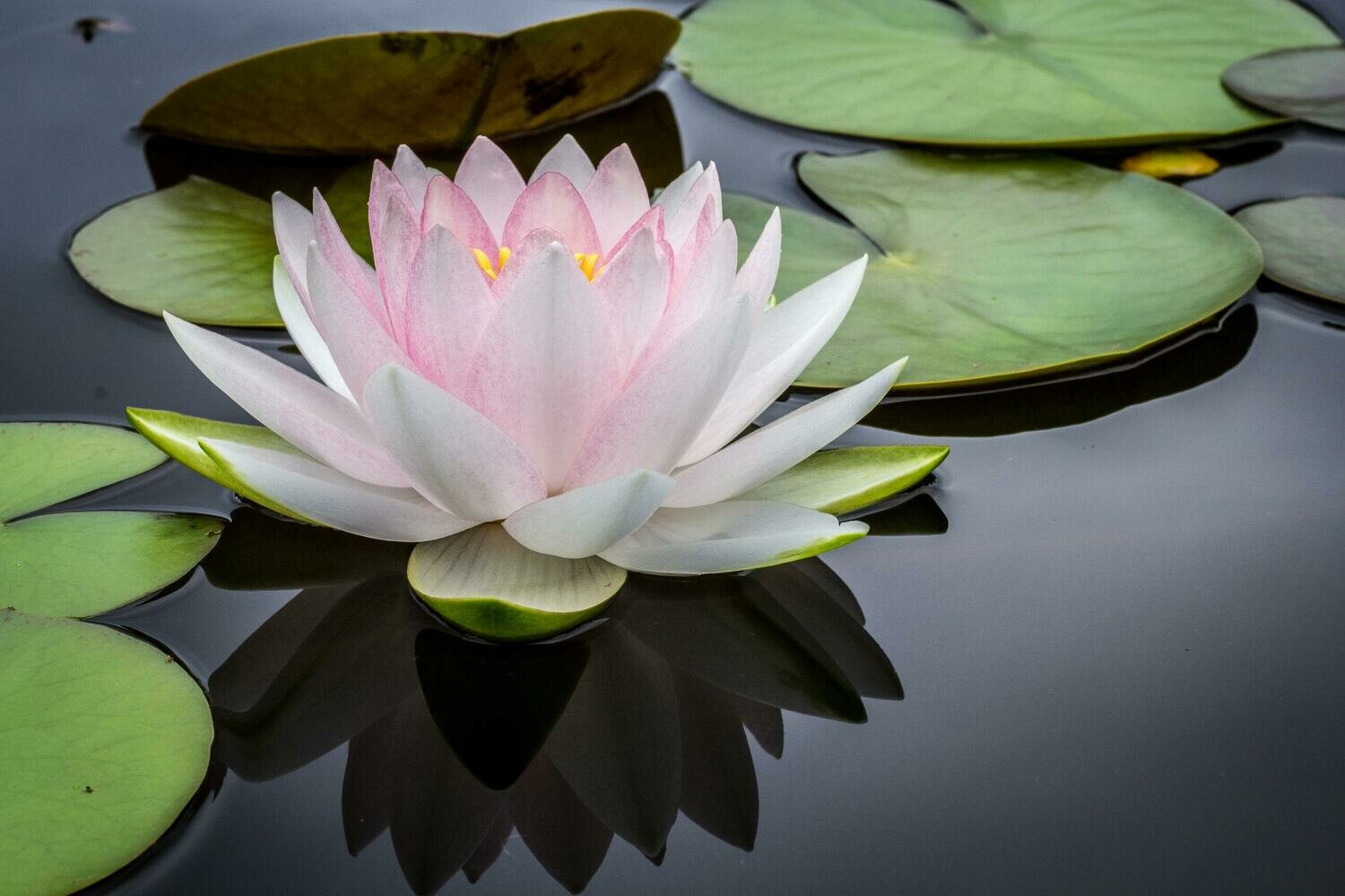 60 Min SomaYoga + Meditation Session